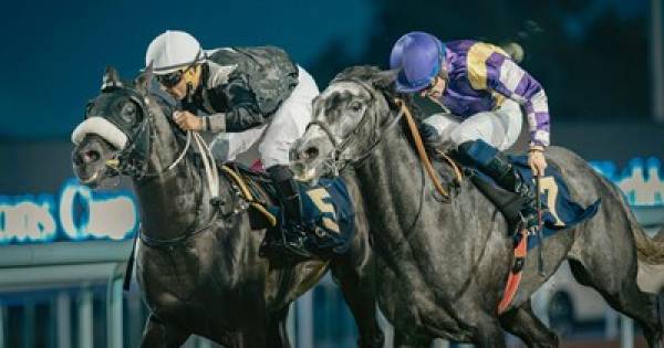Arabian Elegance Takes Center Stage: The UAE President's Cup Returns to Abu Dhabi