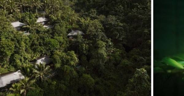 Capella Ubud: A Decade of Sustainable Luxury in Bali's Rainforest