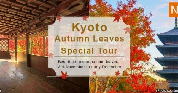 Japan's Autumn Embrace: Where Crimson Leaves Meet Steaming Springs