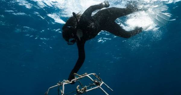 **Maldives Blooms: Guests & Experts Unite to Spark Coral Revival with "Sea of Stars"**