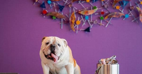 **Paws-itive Travel: Marriott Leads the Charge for Pet-Friendly Getaways in Latin America**