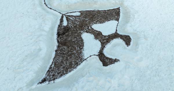 Grand Park Kodhipparu Prepares for Manta Ray Spectacle: A Celebration of Marine Conservation in the Maldives