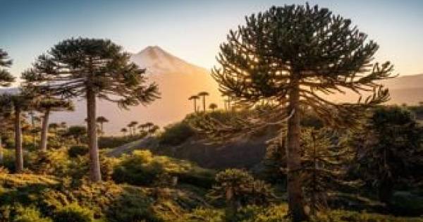 Santiago Steps Up: Americas Travel Leaders Gather for IATA's "Wings of Change" Conference